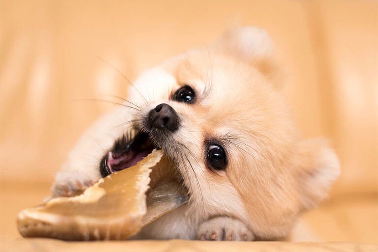 【獣医師監修】犬が食べてはいけないものとその理由は?誤飲・誤食したときの対処法も解説